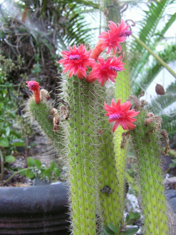 CLEISTOCACTUS SAMAIPATANUS
