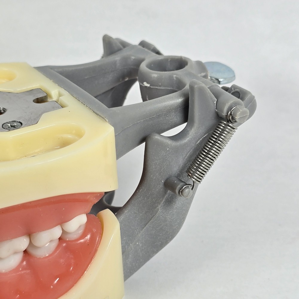 Student Dental Teeth Form, DM-200G, UN Branded