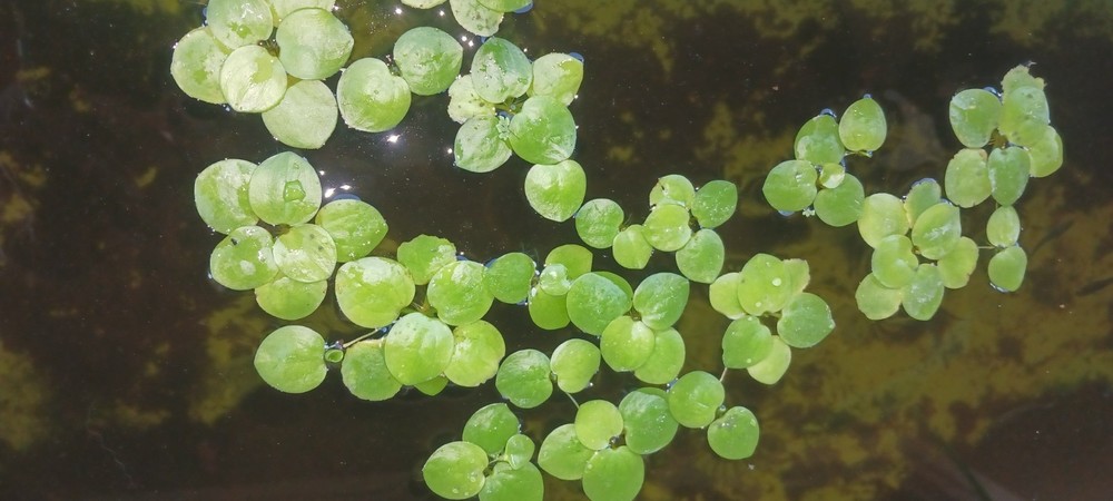 Floating Plant Combo