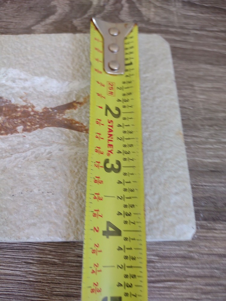 Fossil Fish 6.75” x 4"