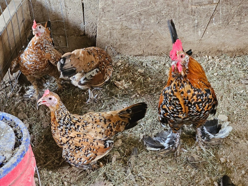4 Mille Fleur D'Uccle Bantam Hatching Eggs