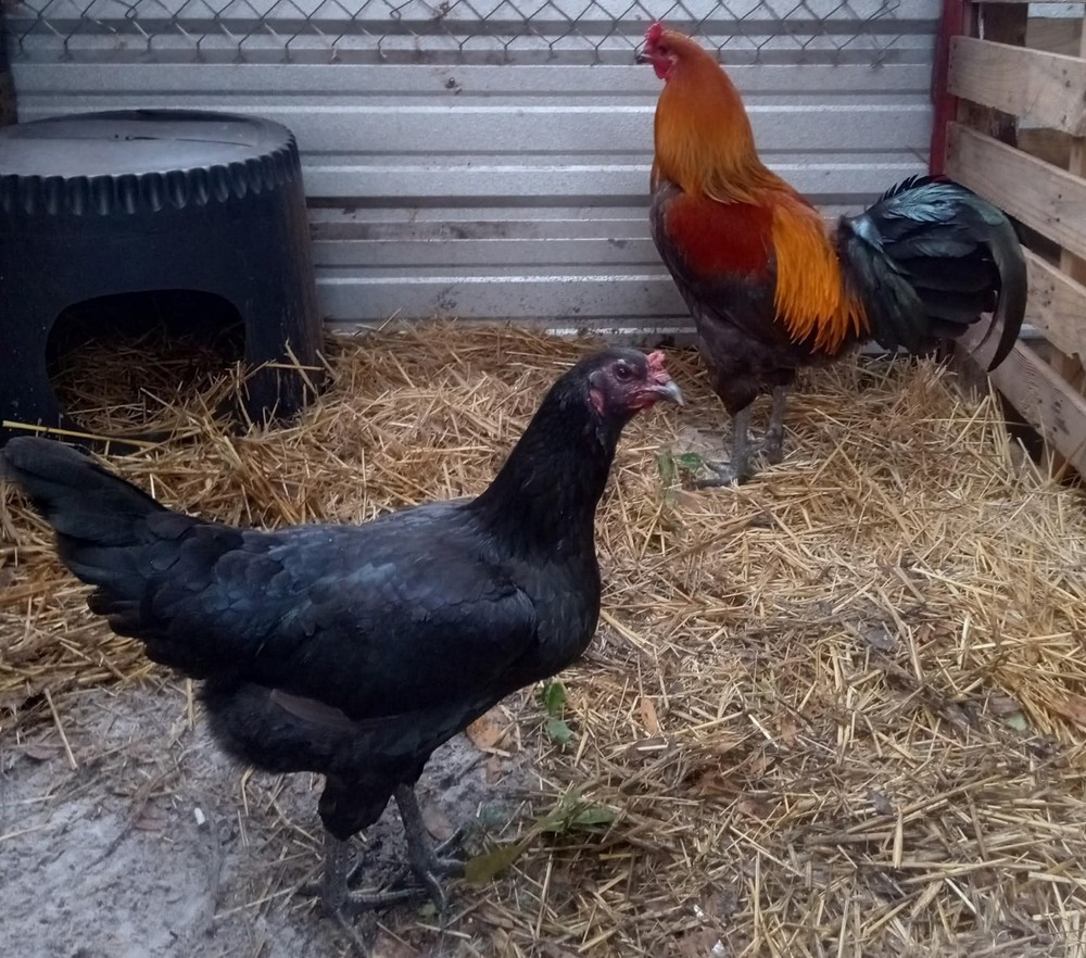 6+ Quality Landrace Chicken Hatching Eggs