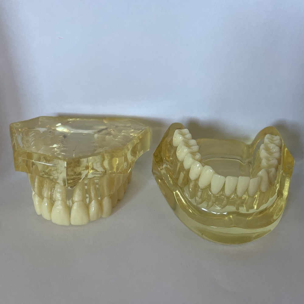 Dental Morphology Study Typodont Teeth Model Removable Teeth Teaching Model