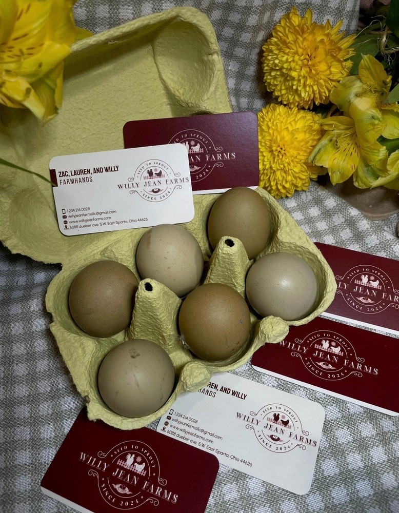 12 Fertile Olive Egger Hatching Chicken Eggs