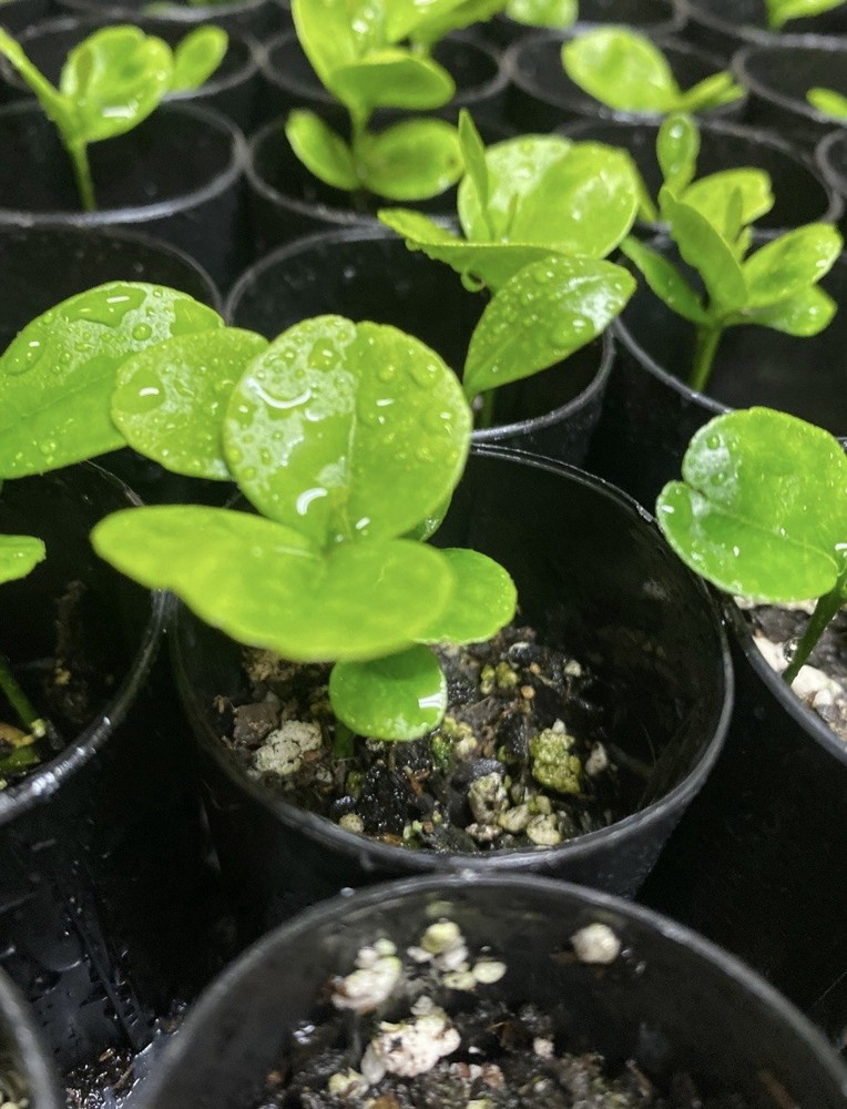 Mandarin Tree - 4-5” Sapling