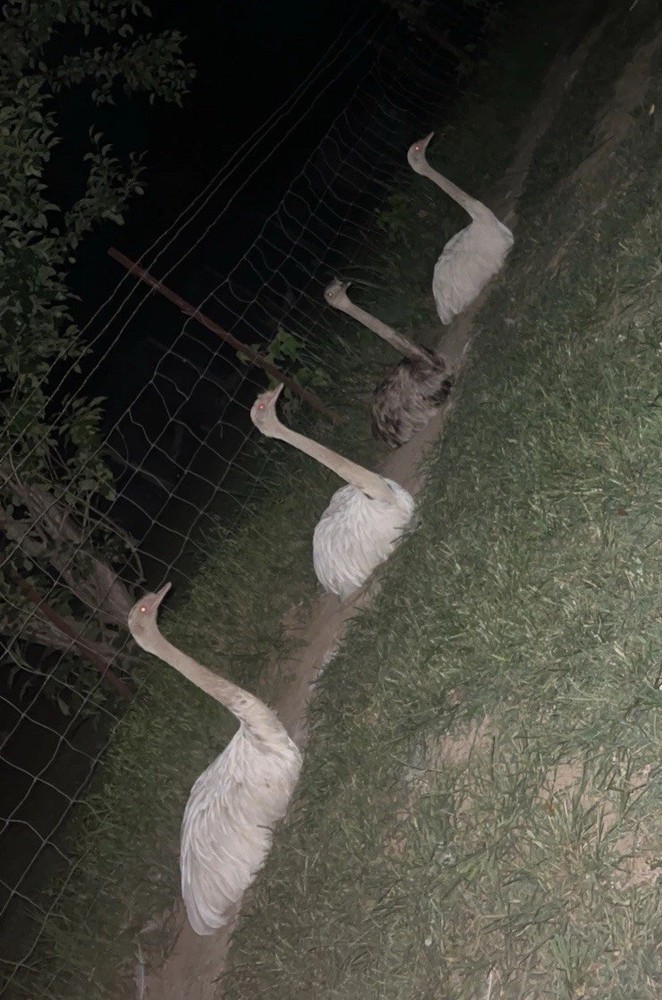 *2* White Rhea Hatching Egg’s LAYING NOW 🥚✅