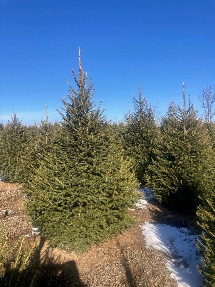 Norway Spruce Tree Fast Growing Ever Green Live Tree Bare Root 1-2ft Tall