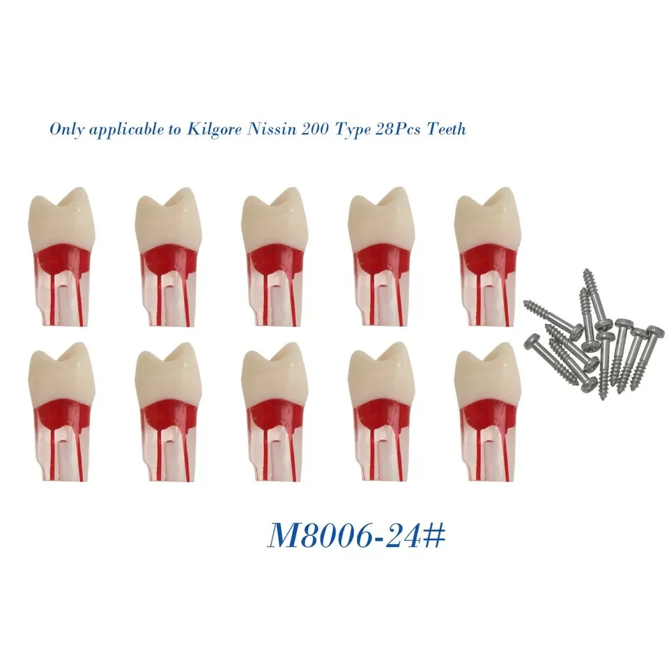 Dental RCT Endo Root Canal Practise Study Teeth Model M8006-24 Modelo de dientes