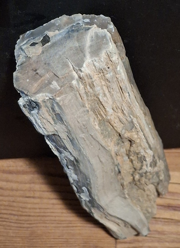 Agatized Petrified Wood Limb Fossil 6" Natural Chalcedony Replacement...