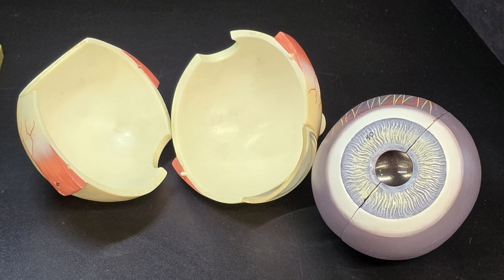 SOMSO Anatomical Model Human Eye On Base Germany Oddity & Curiosities Teaching