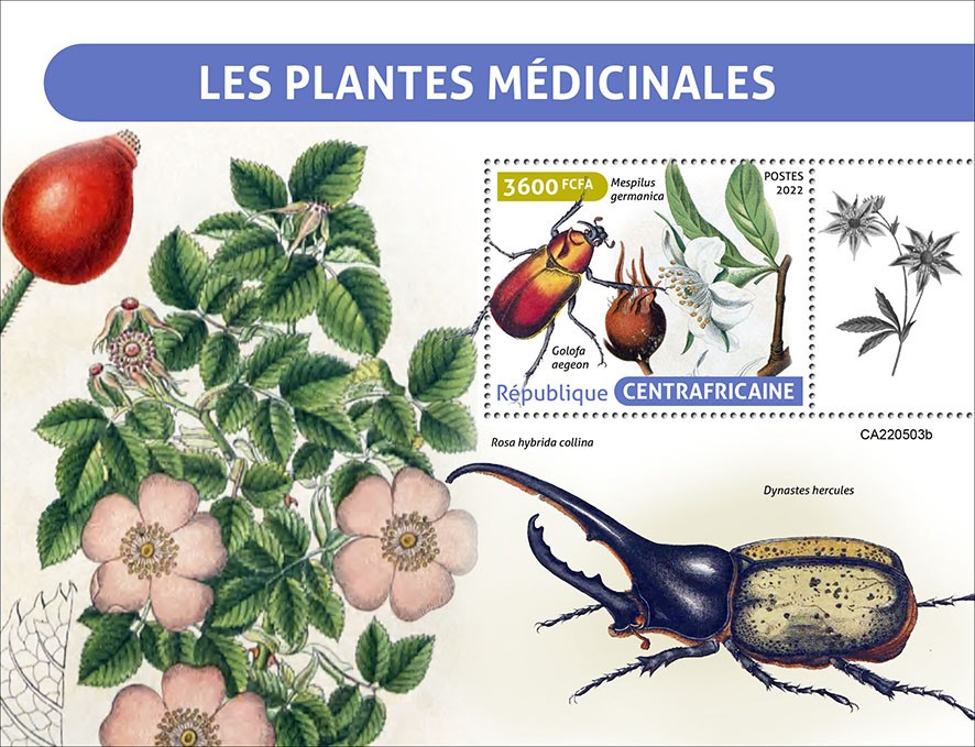 Medical plants