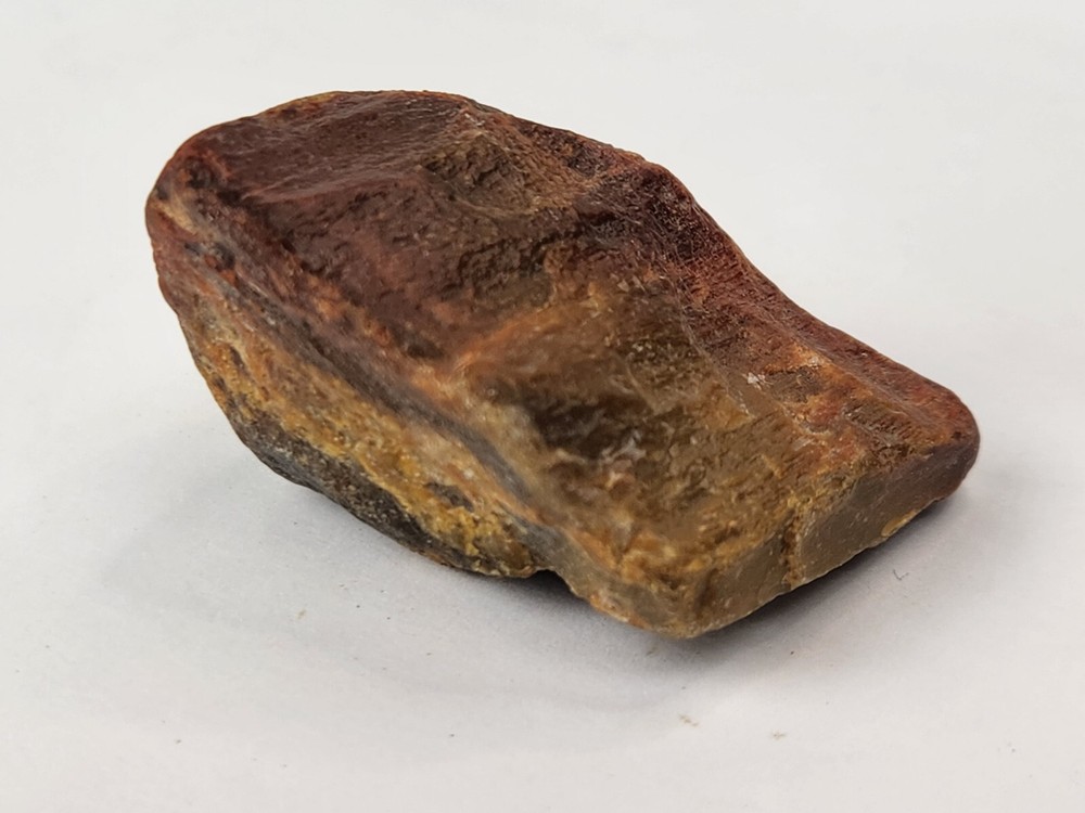 Petrified Wood - Eocene - Jackson Group (?) - Grimes Co., TX