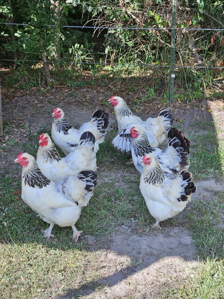14 Light Brahma Hatching Eggs NPIP 💫