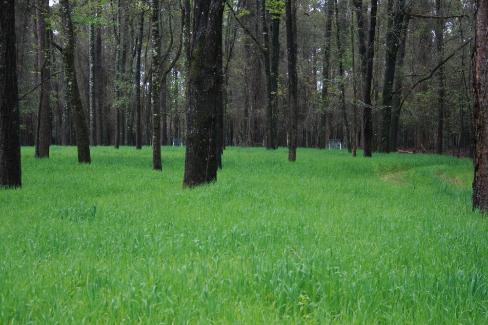 Buck Forage Oats Food Plot Seeds - 1 Lb.