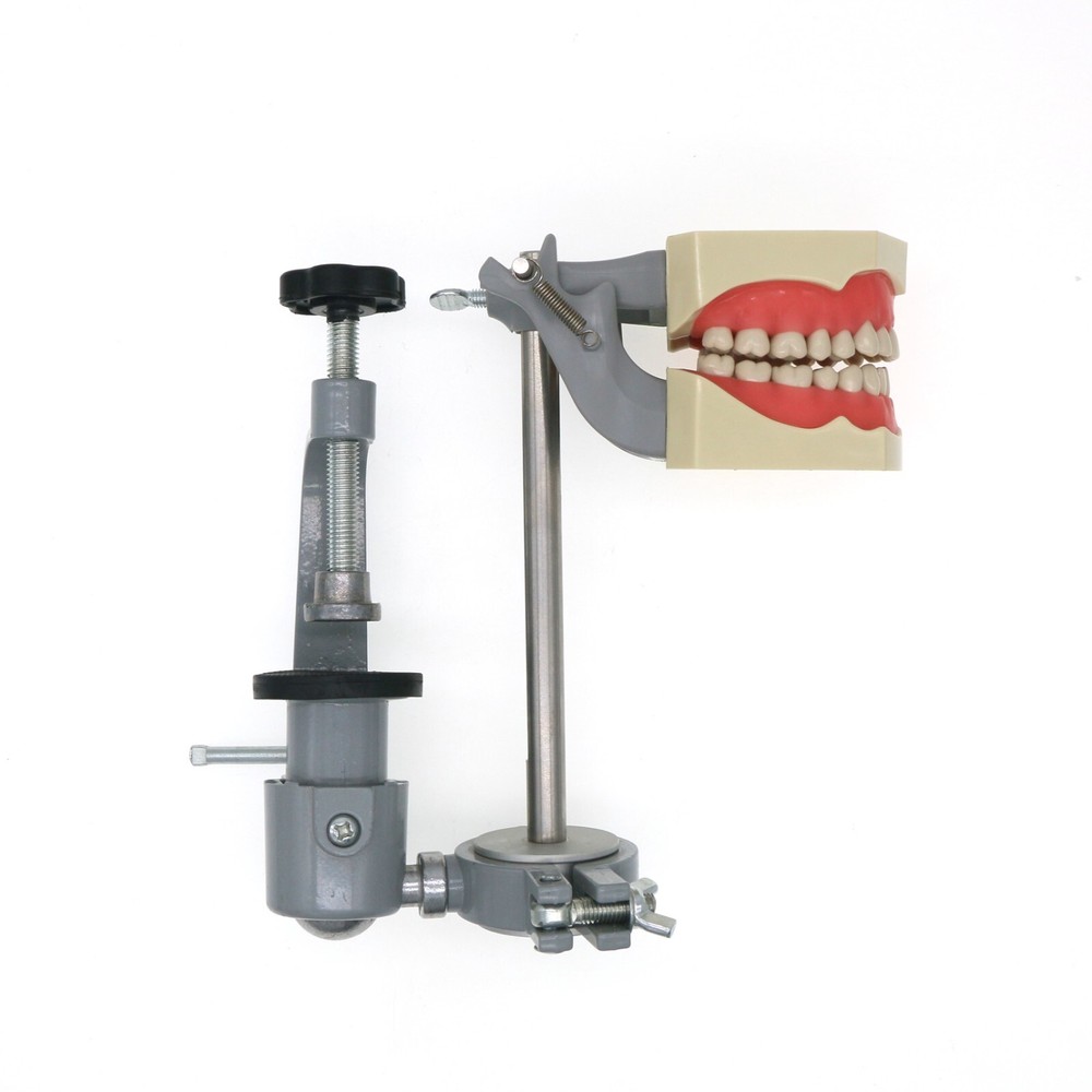US Dental for Frasaco 860 Typodont Model 32Pcs Teeth, Mounting Pole Removable