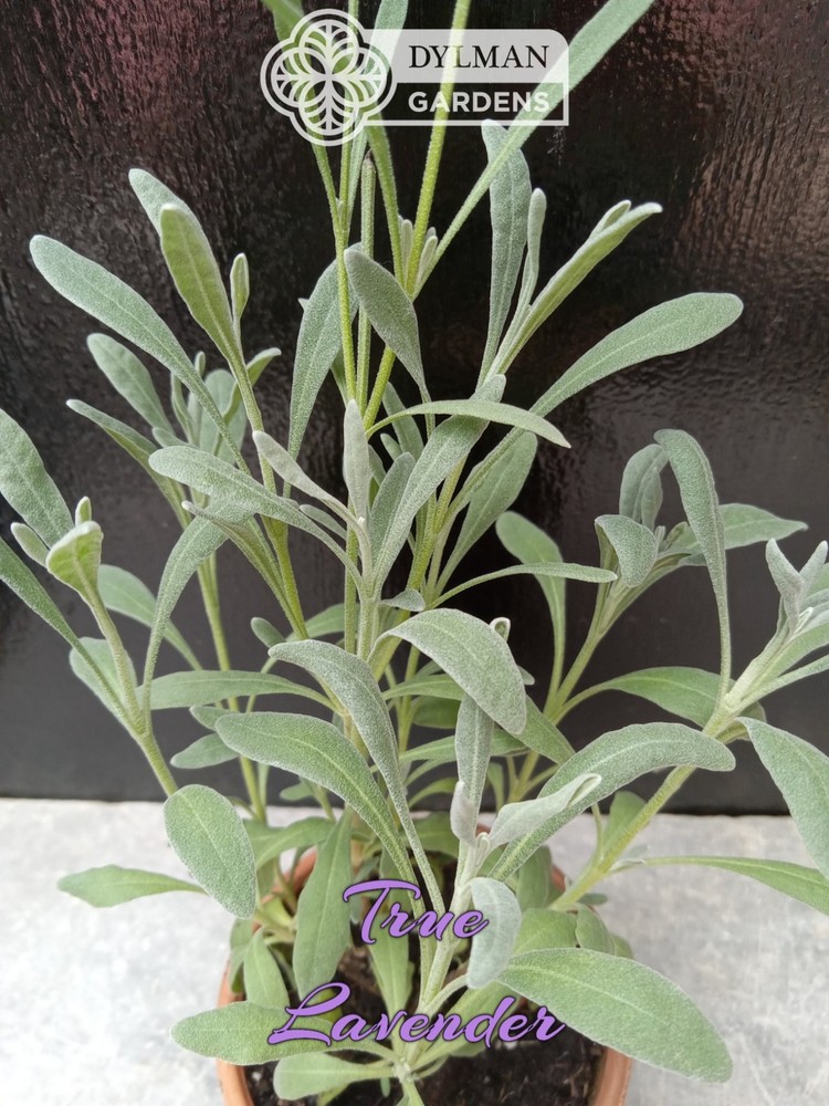 True Lavender (Lavandula angustifolia) Herb - Dwarf Lavender - Multiple Sizes