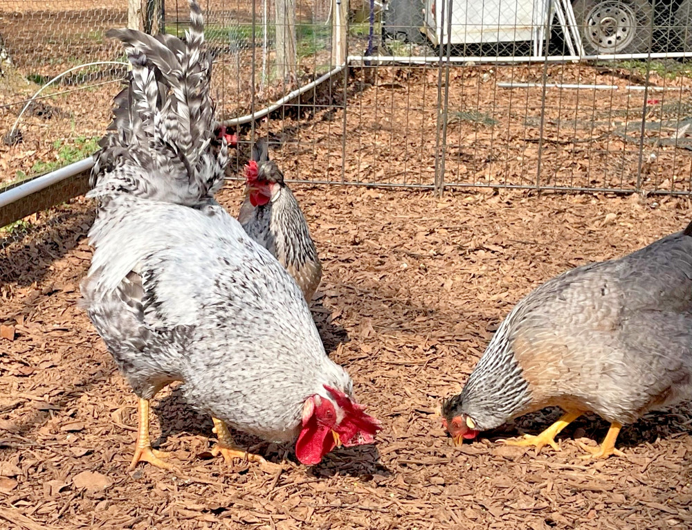 Crested Cream Legbar hatching eggs 6+1