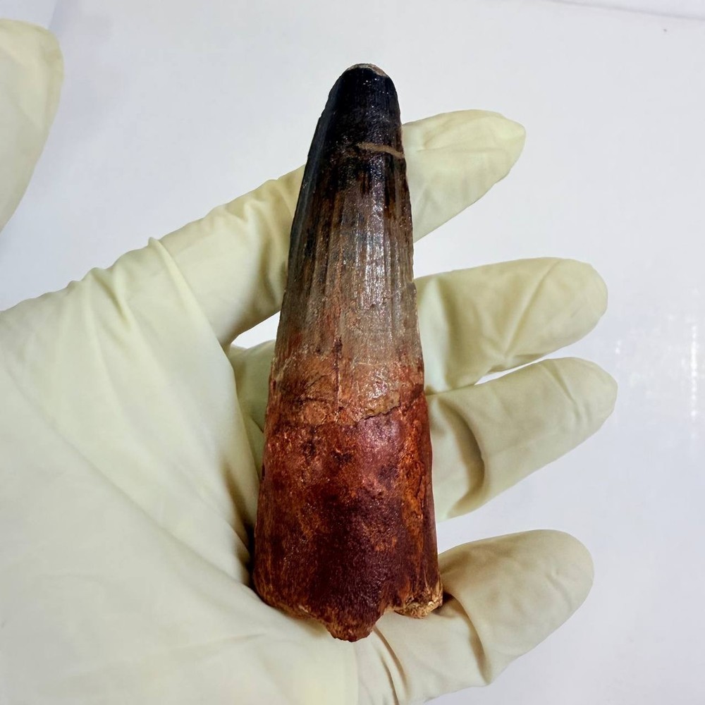HUGE Spinosaurus Tooth 9 cm MASSIVE Dinosaur Fossil Display