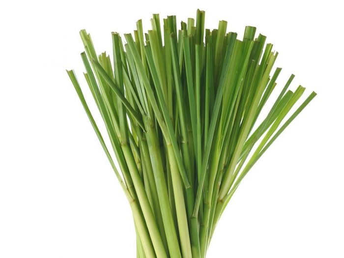 4 oz Candle Scent Oil-LEMONGRASS