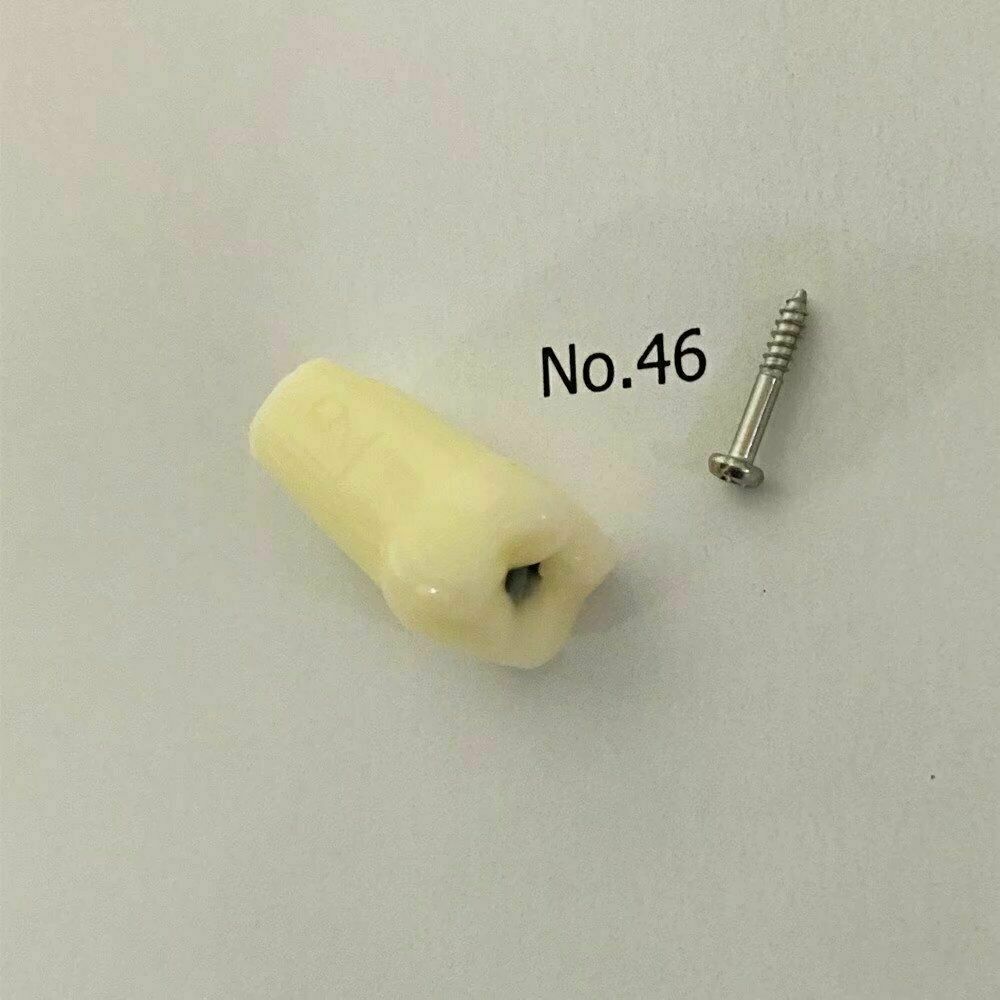 Dental Caries Remove Teeth Decayed Removing Practise Model Dentist Student Exam