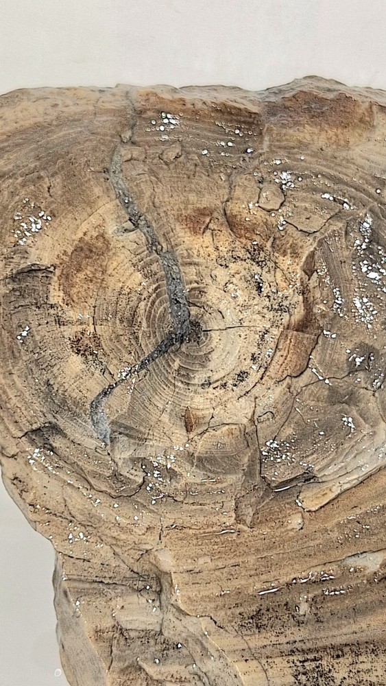 Petrified Wood