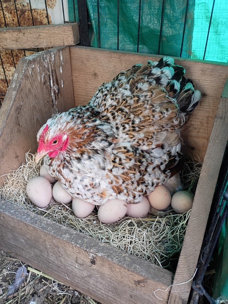 Bantam Cochin Hatching Eggs 12 ++ Assorted Colors NPIP