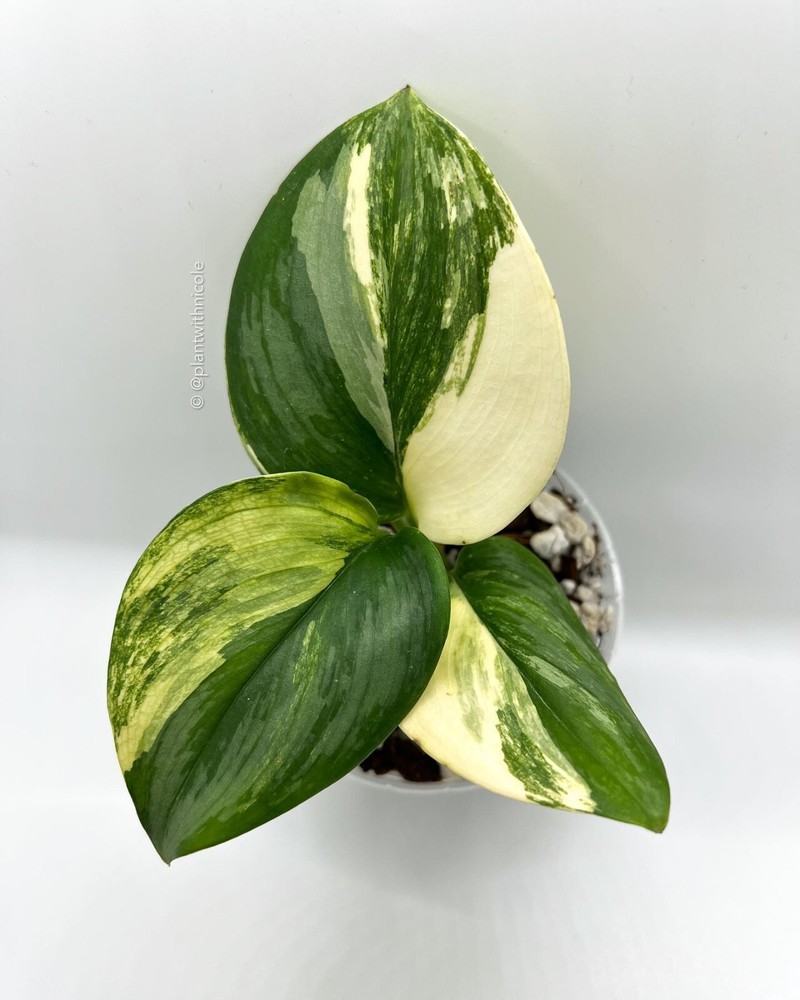 Scindapsus Rubicon Variegated free phitosanitary