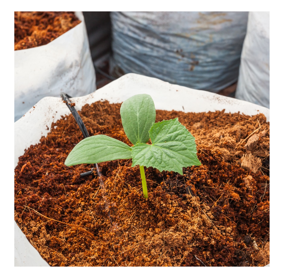 COCO COIR COCO PEAT 100% Organic Natural Hydroponic Growing Media Compost Soil