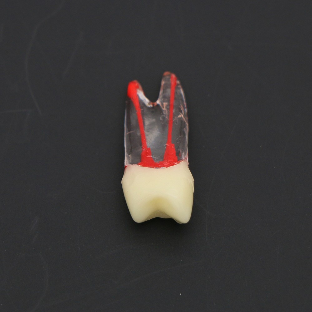 Dental Root Canal RCT Block Pulp Cavity Practice Model for Endo File Study Teeth