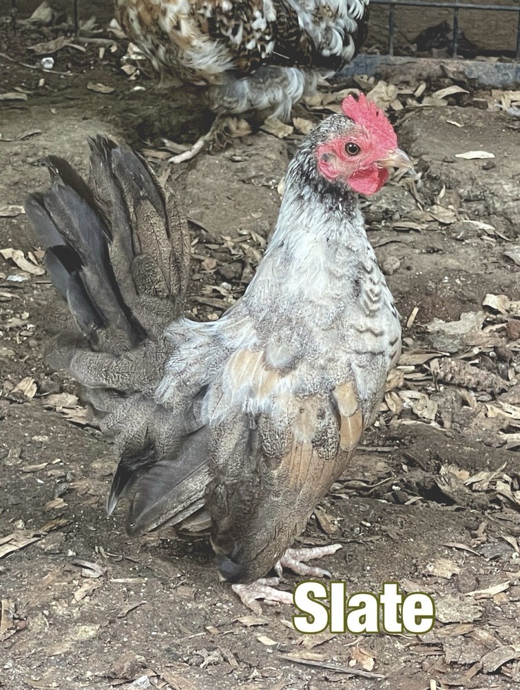 Serama Hatching Eggs 12+ Smooth, Frizzle