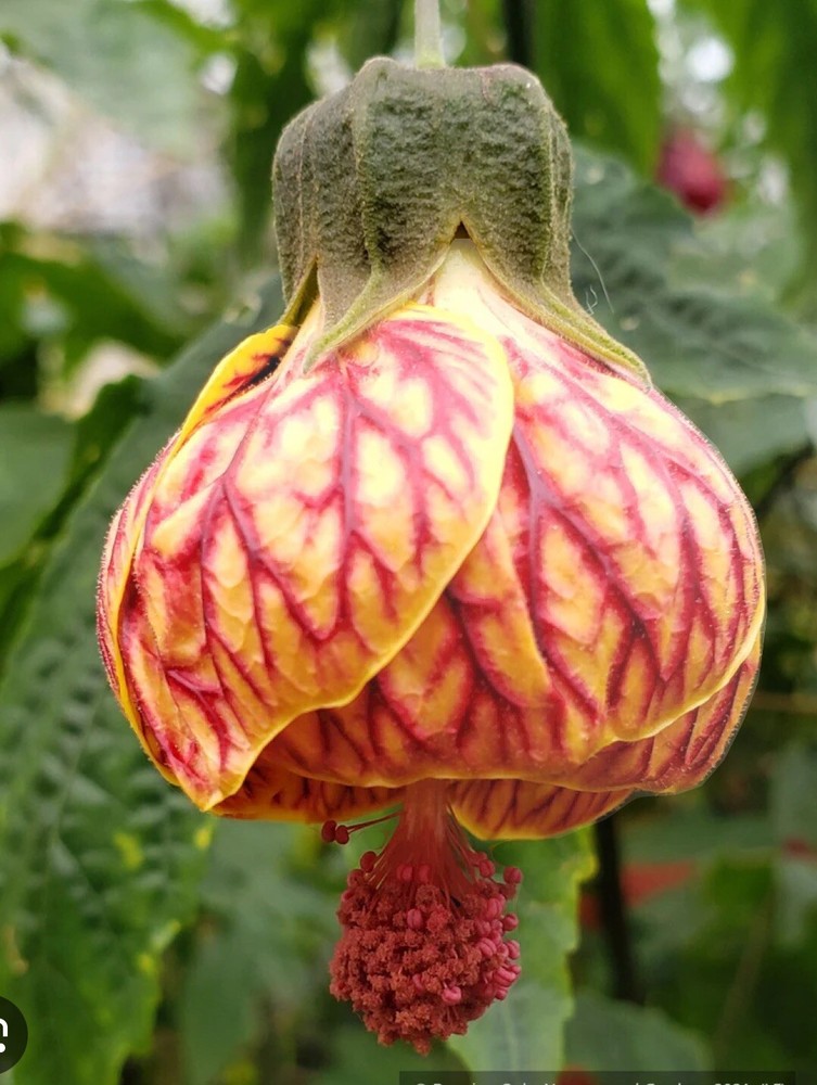 Tiger Eye Abutilon Flowering Maple SMALL ROOTED STARTER Plant