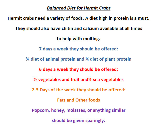 Mini Starfish - Hermit Crab Food