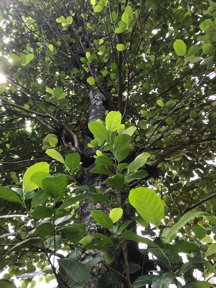 Dried Jackfruit Leaves