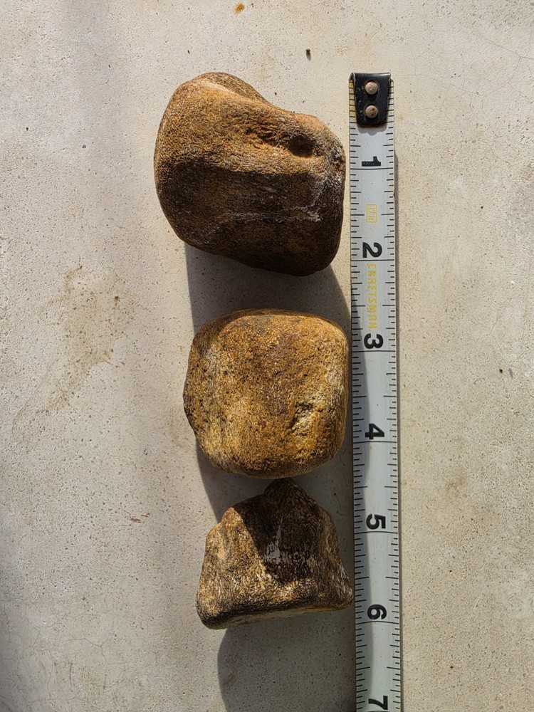 Partially Digested Mosasaur Vertebrae TX Fossil Mosasaurus