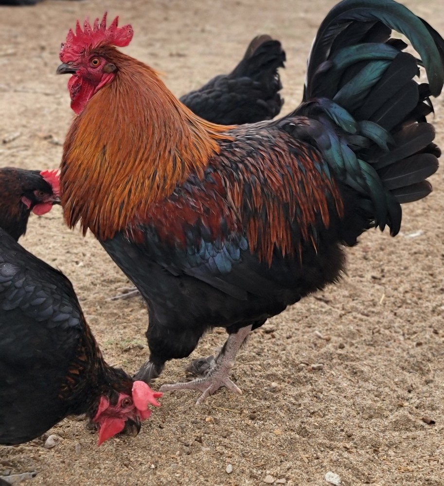 🥚🤎 Speckled Black Copper Marans Hatching Eggs – 1 dozen 🤎🥚