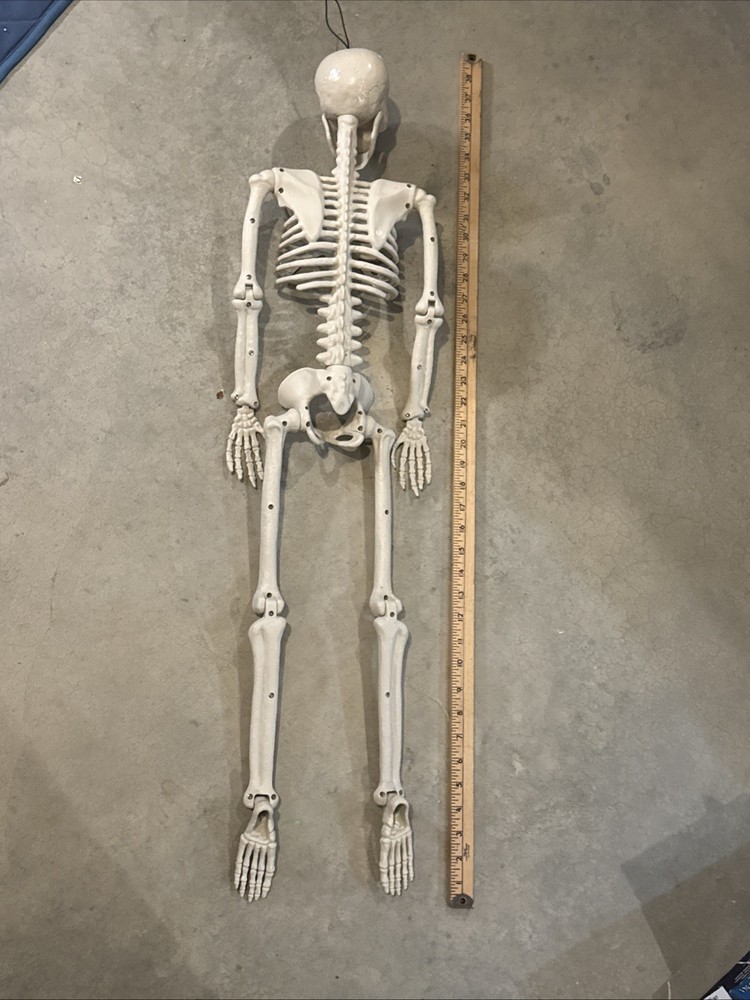 36" Poseable Bone Skeleton Halloween Decorative Prop Off-White -