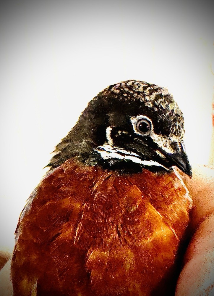 20 Button Quail Hatching Eggs Multiple Colors