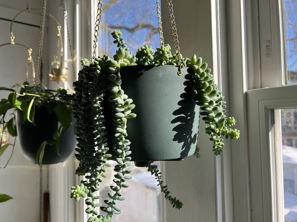Dark Green Hanging Planter With Brass Chain