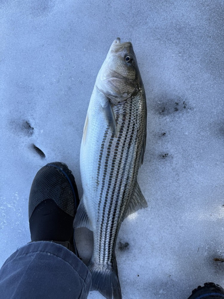fishing floats
