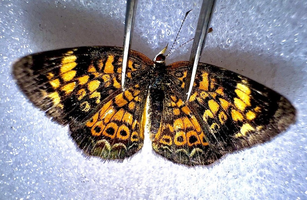 Pearly Crescent Butterfly Female #2 Phyciodes tharos