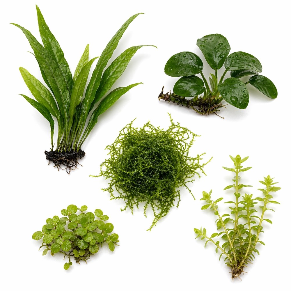 Betta Fish Plant Bundle 5 Live Plants Low Light Aquarium Kit Java Fern