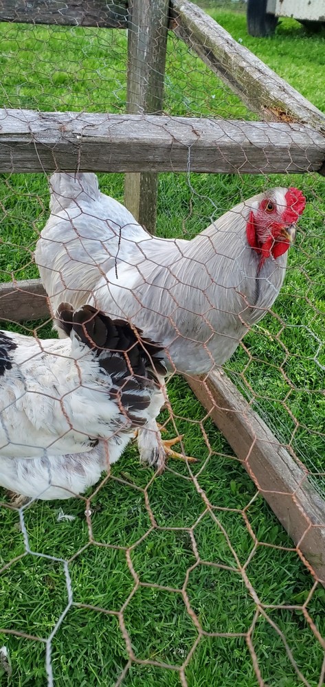 Self Blue Light Columbia Brahma Hatching Eggs 6+