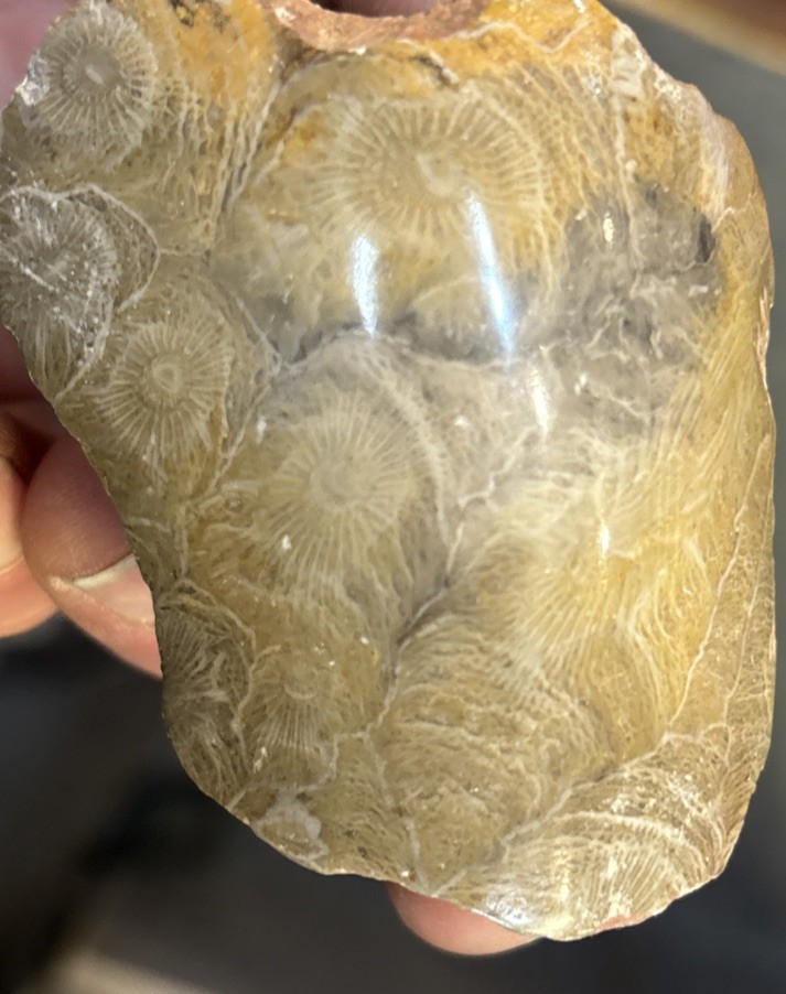 Petrified Coral End Polished