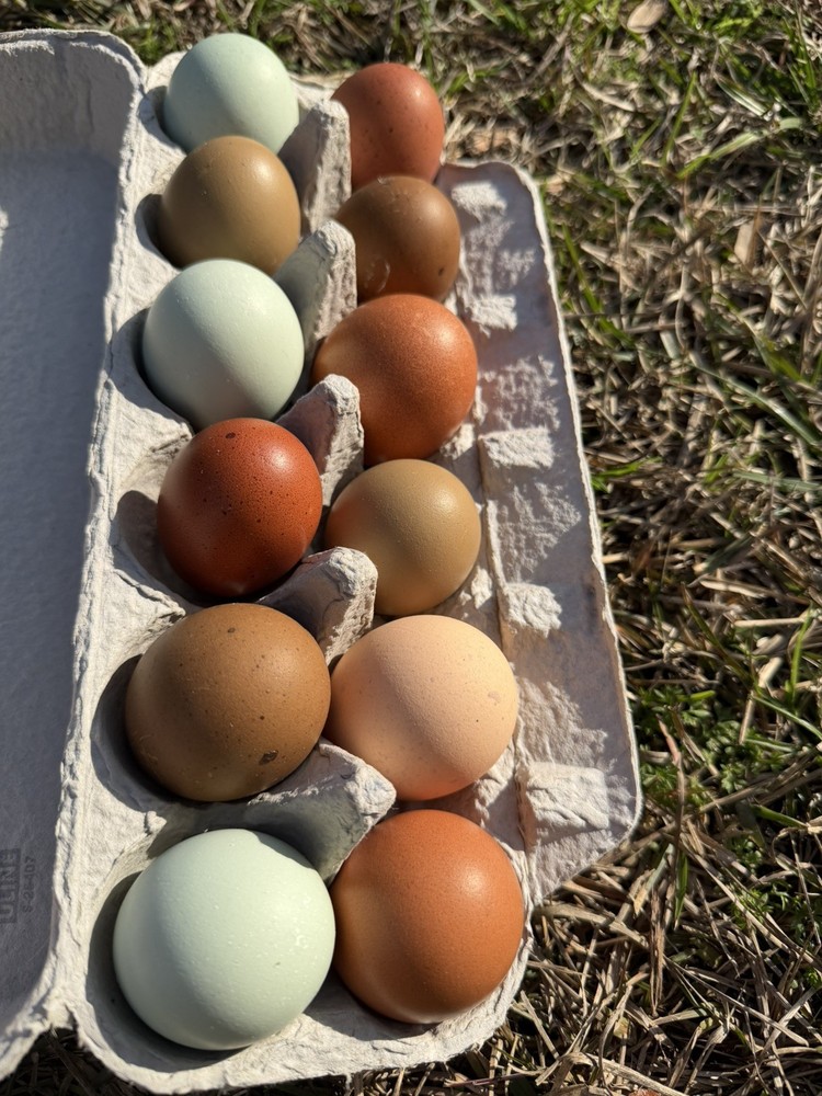 Olive Egger Hatching Eggs NPIP Certified, AI - 12 Hatching Eggs