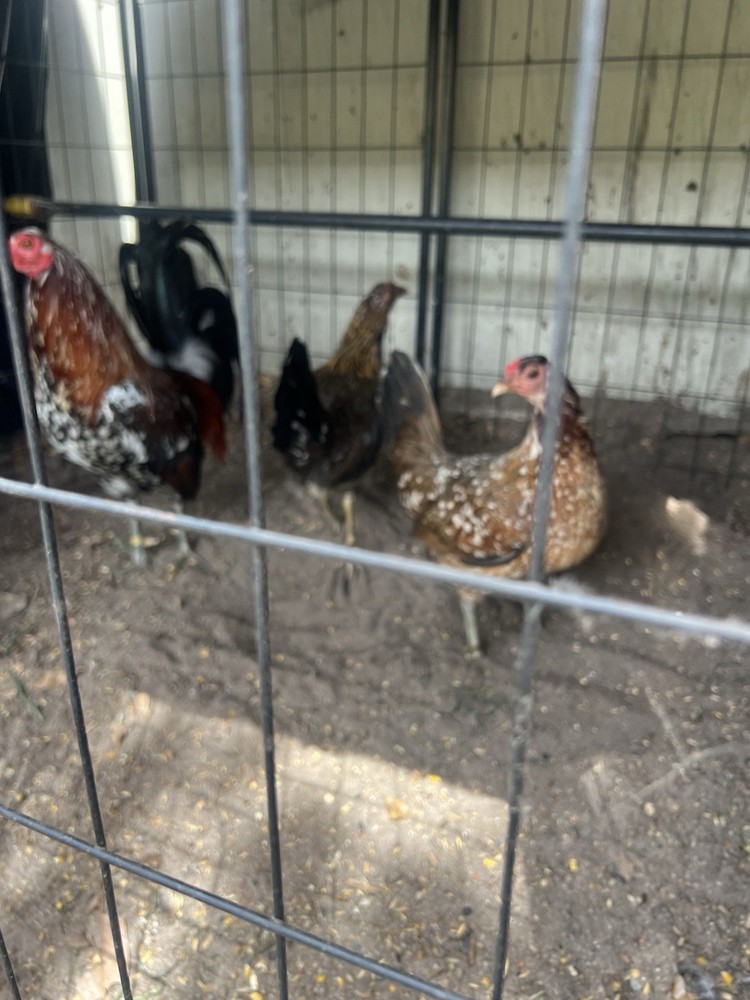Six Fertile Hatching Chicken Eggs