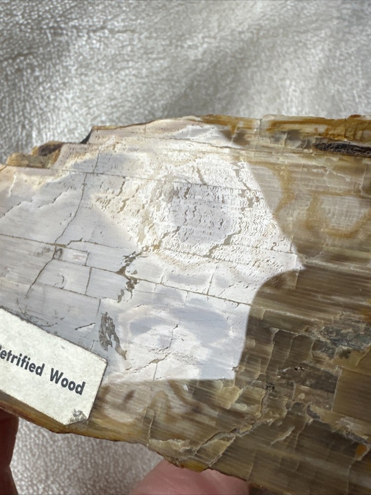 Petrified Wood