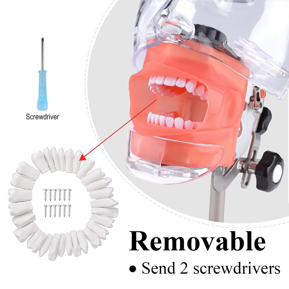 Desktop Dental Manual Manikin Simulator Phantom Head Model for Training Practice