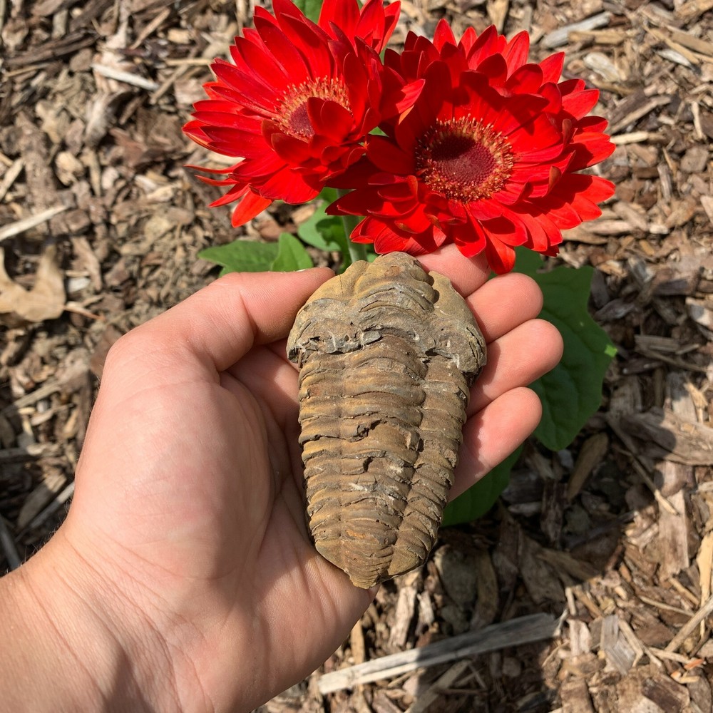 Flexicalymene Moroccan Trilobites ONE (1) - Morocco 400 Mill Yrs.