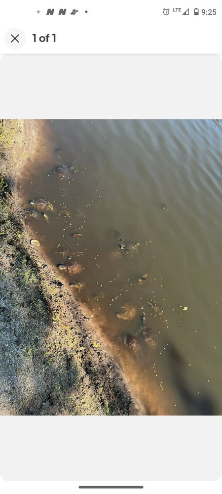 1 Pound Package Floating 38% Protein Free Shipping!