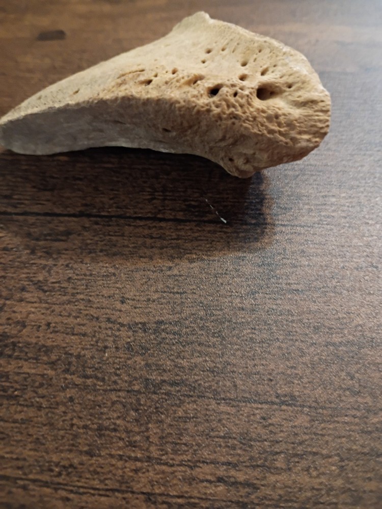 fossilized small sloth toe
